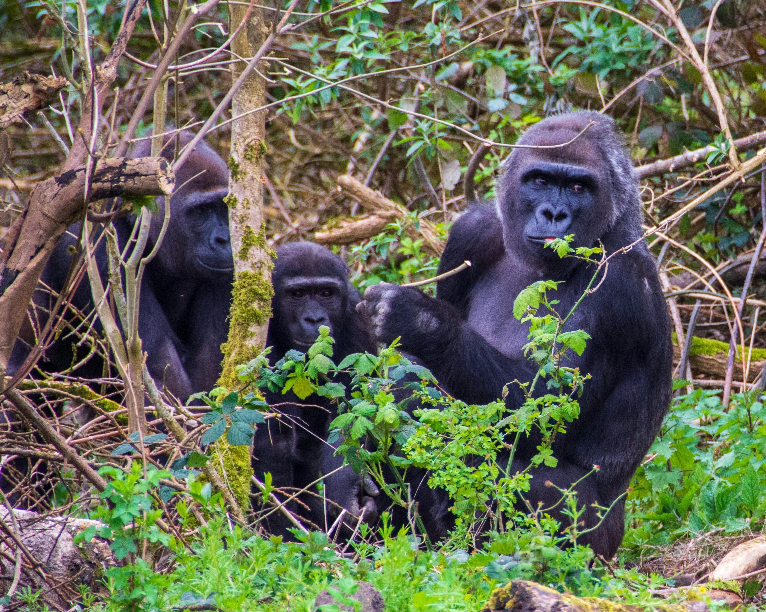10-Day Uganda Big Five Safari & Gorilla