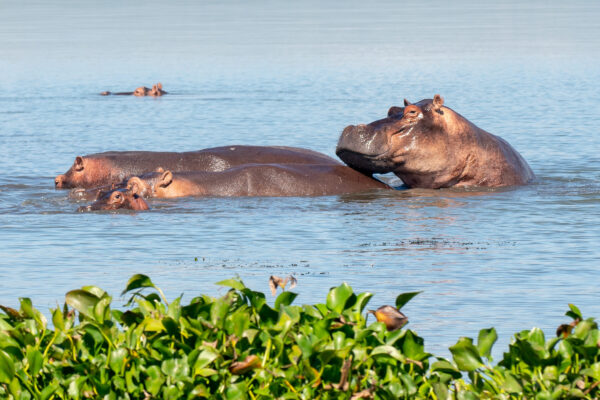 8 Days Uganda Wildlife Safari