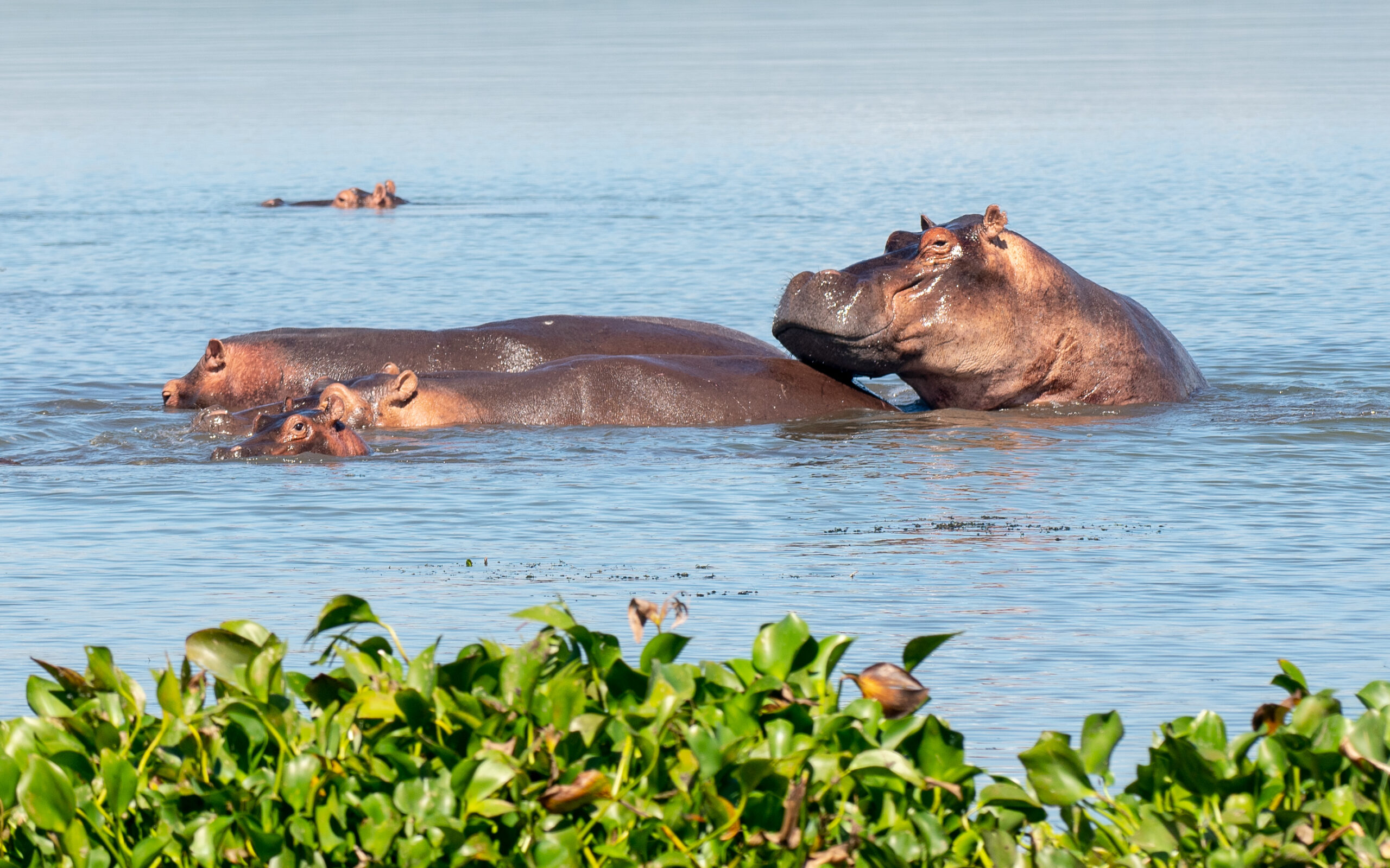 10-Day Best of Rwanda Safari Experience