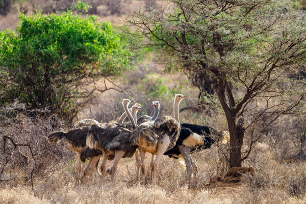 20 Days Kenya Uganda Grand Gorilla & Wildlife