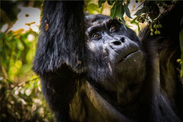 8 Days Best of Western Uganda