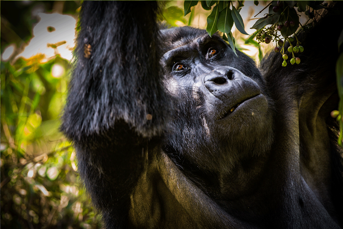 8 Days Best of Western Uganda