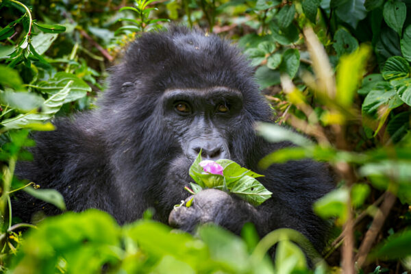 9-Day Uganda Wildlife & Primates Safari