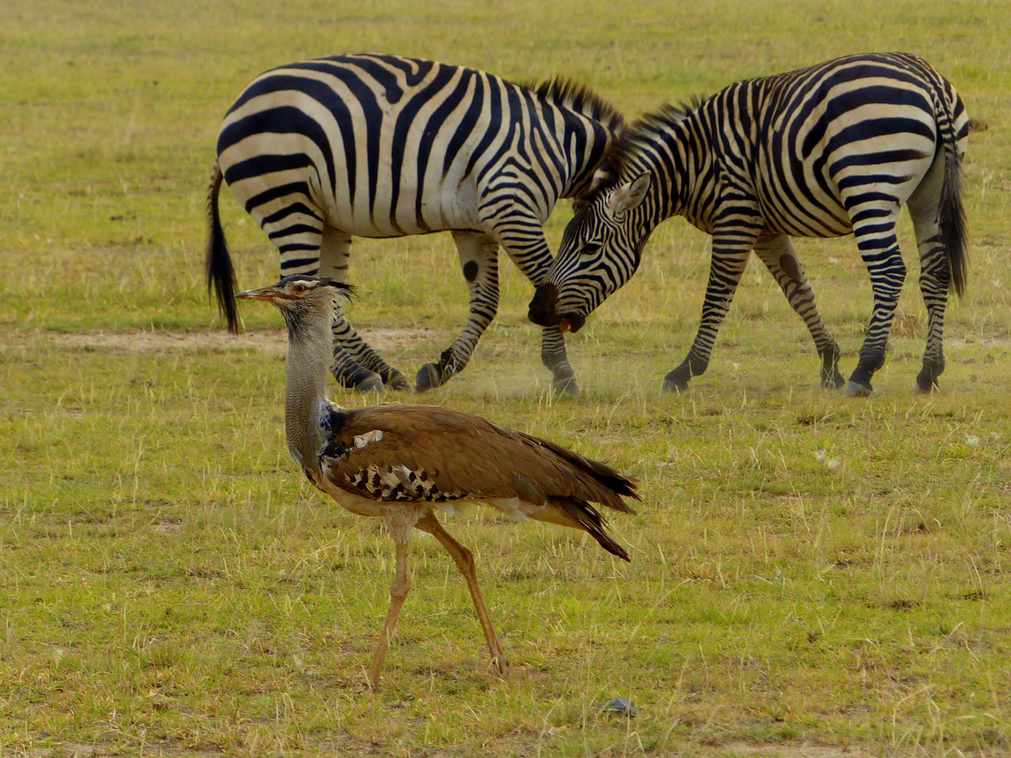 Amboseli National Park