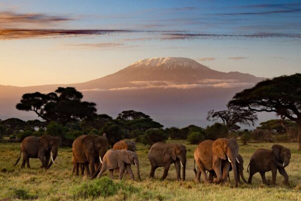 Amboseli National Park1 Amboseli National Park1