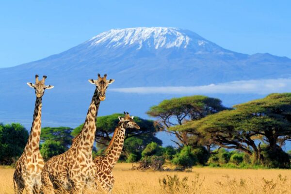 Amboseli-national-park-Kenya. 5-Day Kenya Adventure Safari Holiday Itinerary