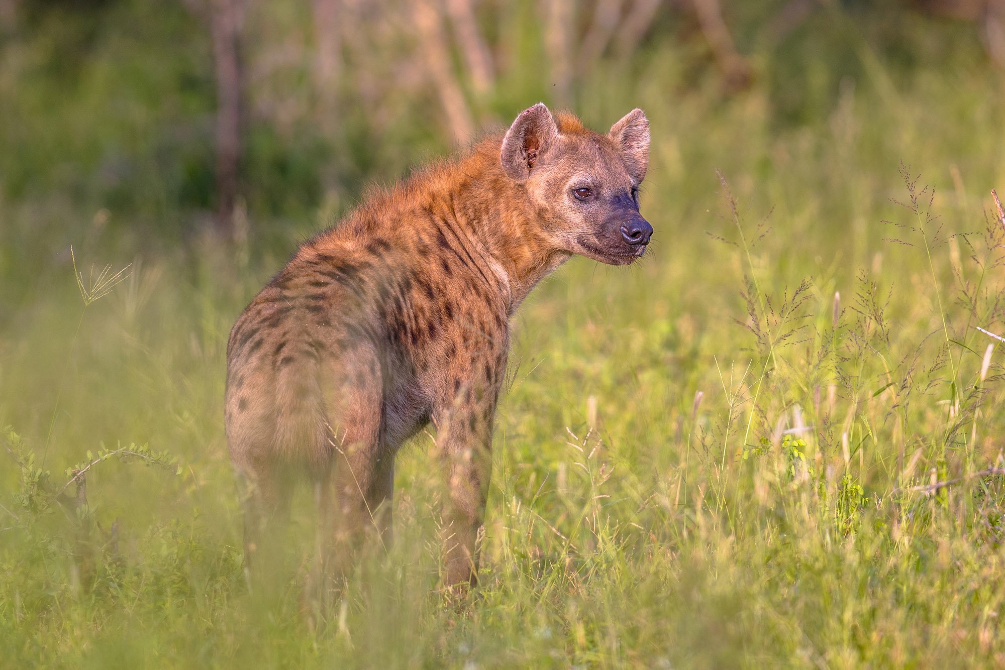 11-Day Botswana Wildlife
