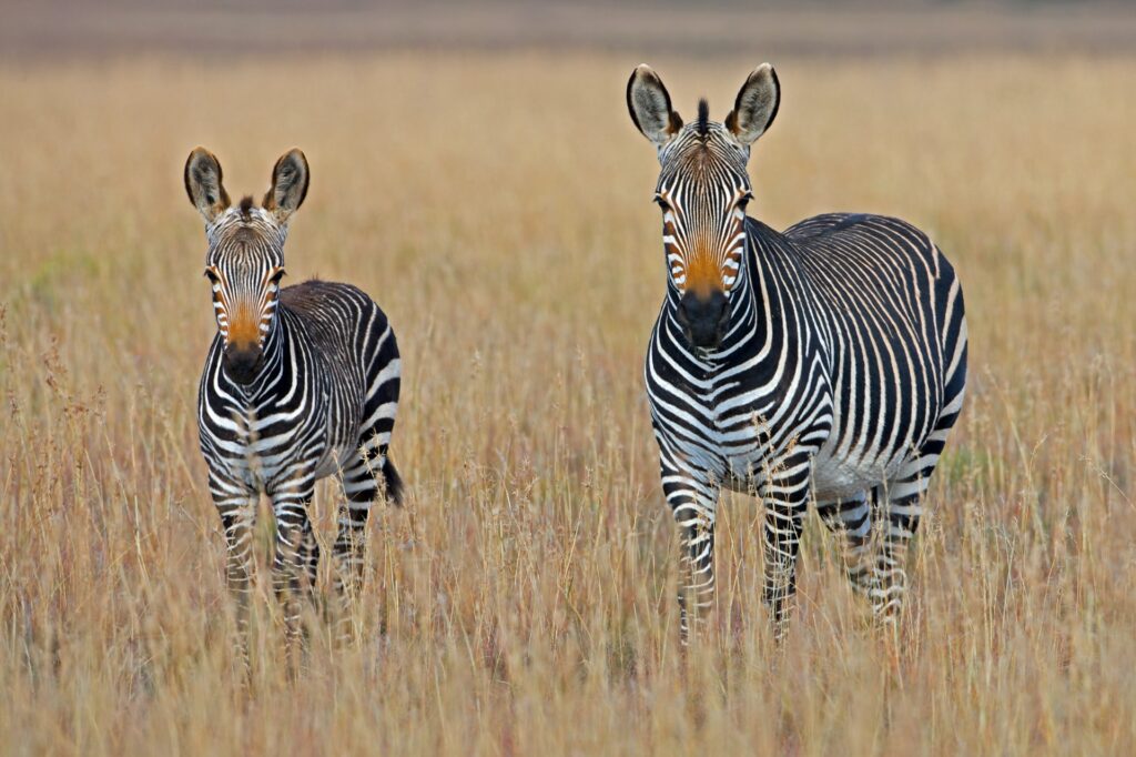 Banhine National Park
