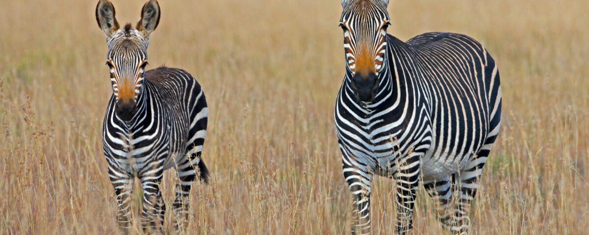 Banhine National Park