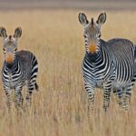 Banhine National Park