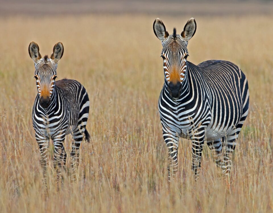 Banhine National Park