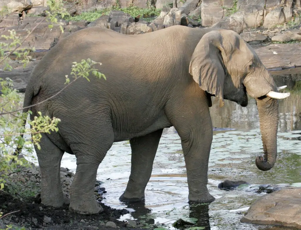 Gorongosa National Park