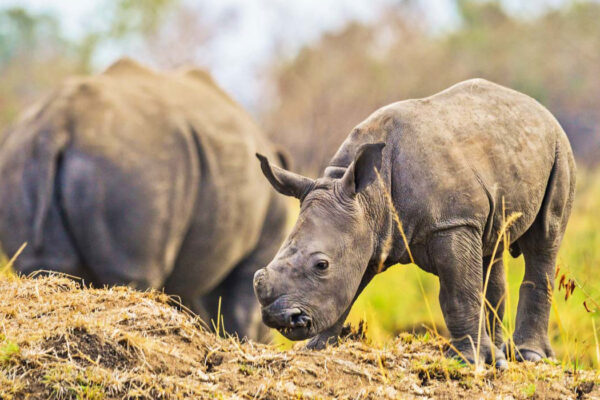10-Day Uganda Big Five Safari & Gorilla Trekking Tour