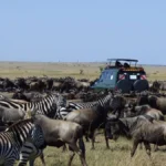 Great Migration