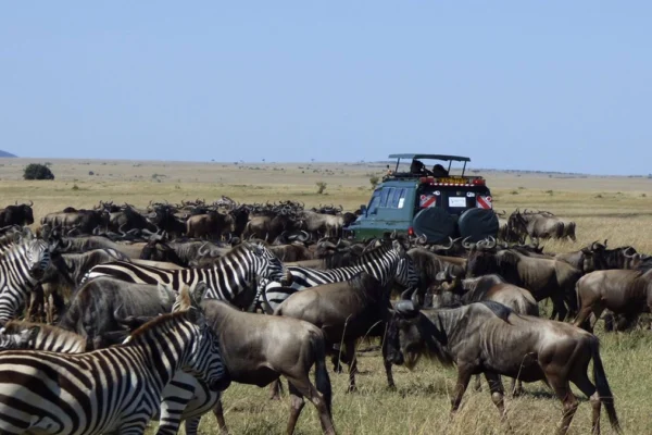 Can I Combine Maasai Mara and Serengeti in One Trip Great Migration