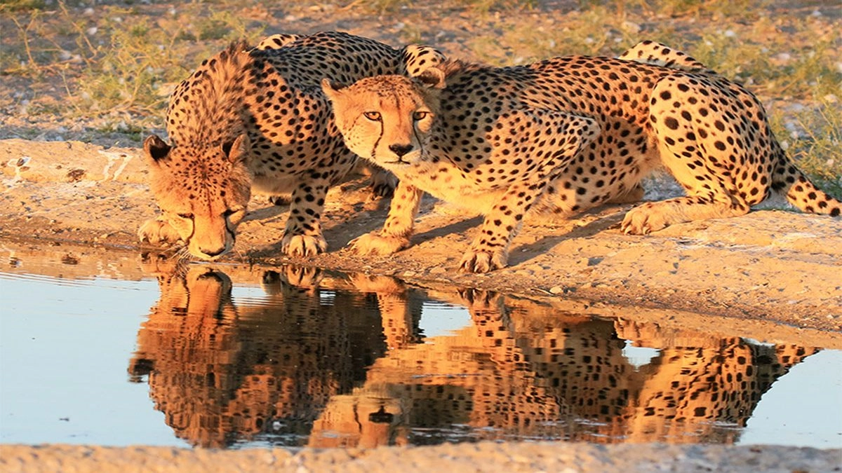 Moremi Game Reserve