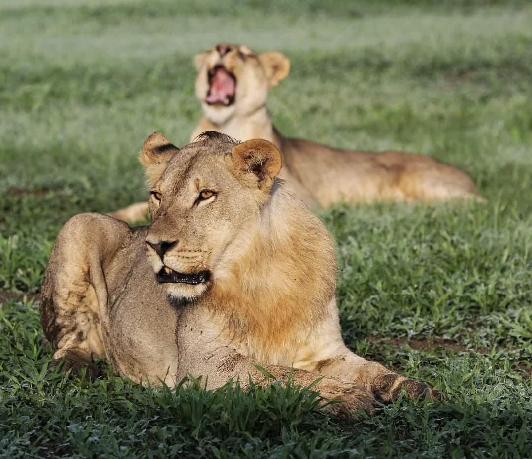 Kgalagadi Transfrontier