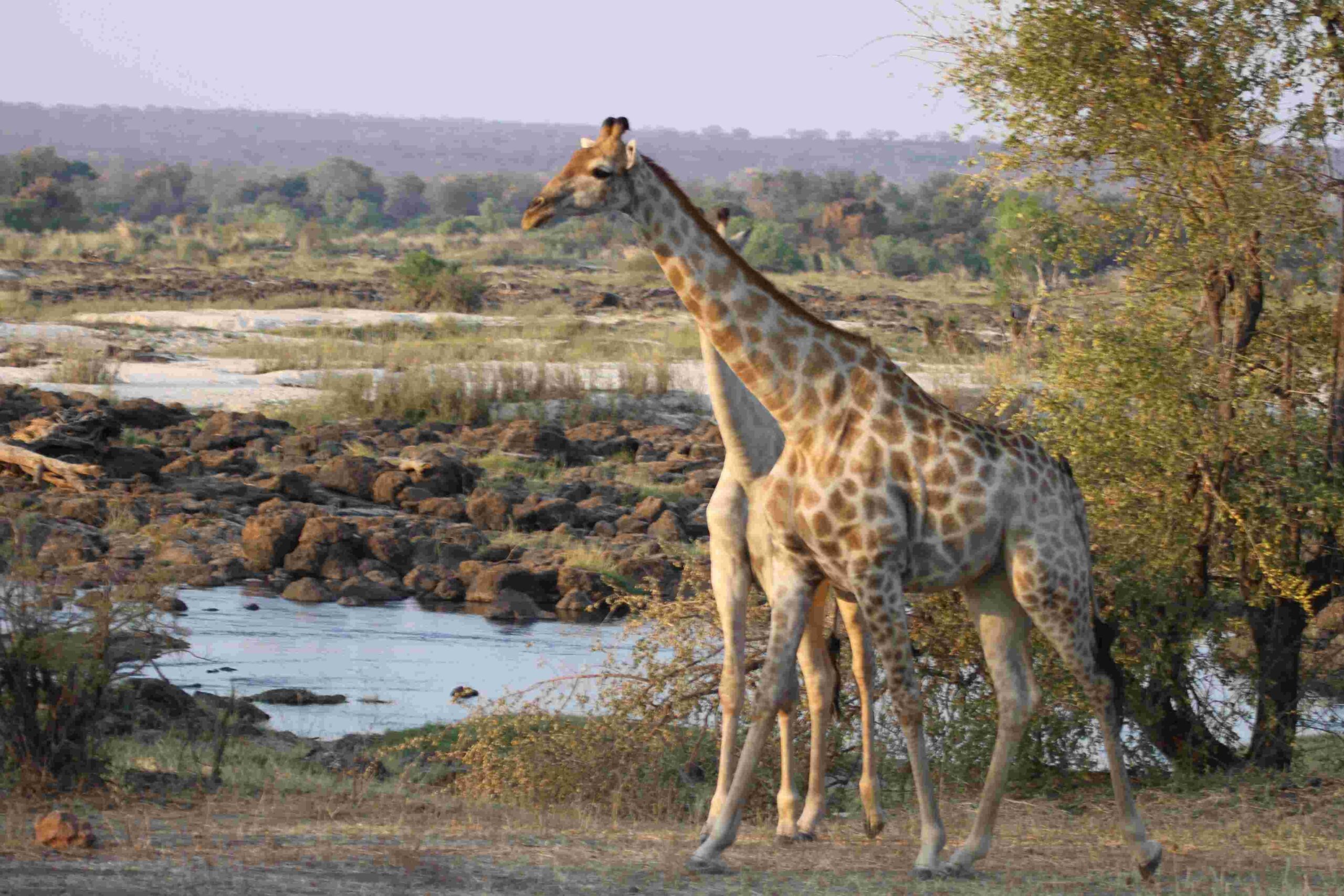 Giraffes in Chamabondo