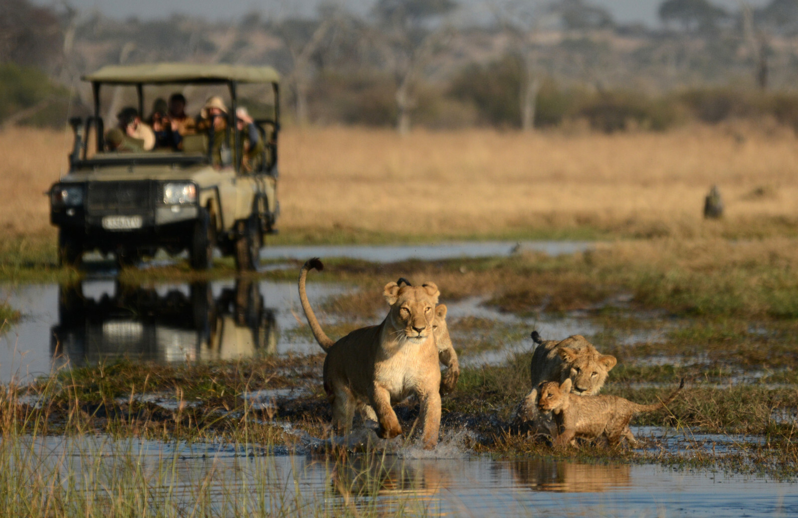 Game Drives in Kruger