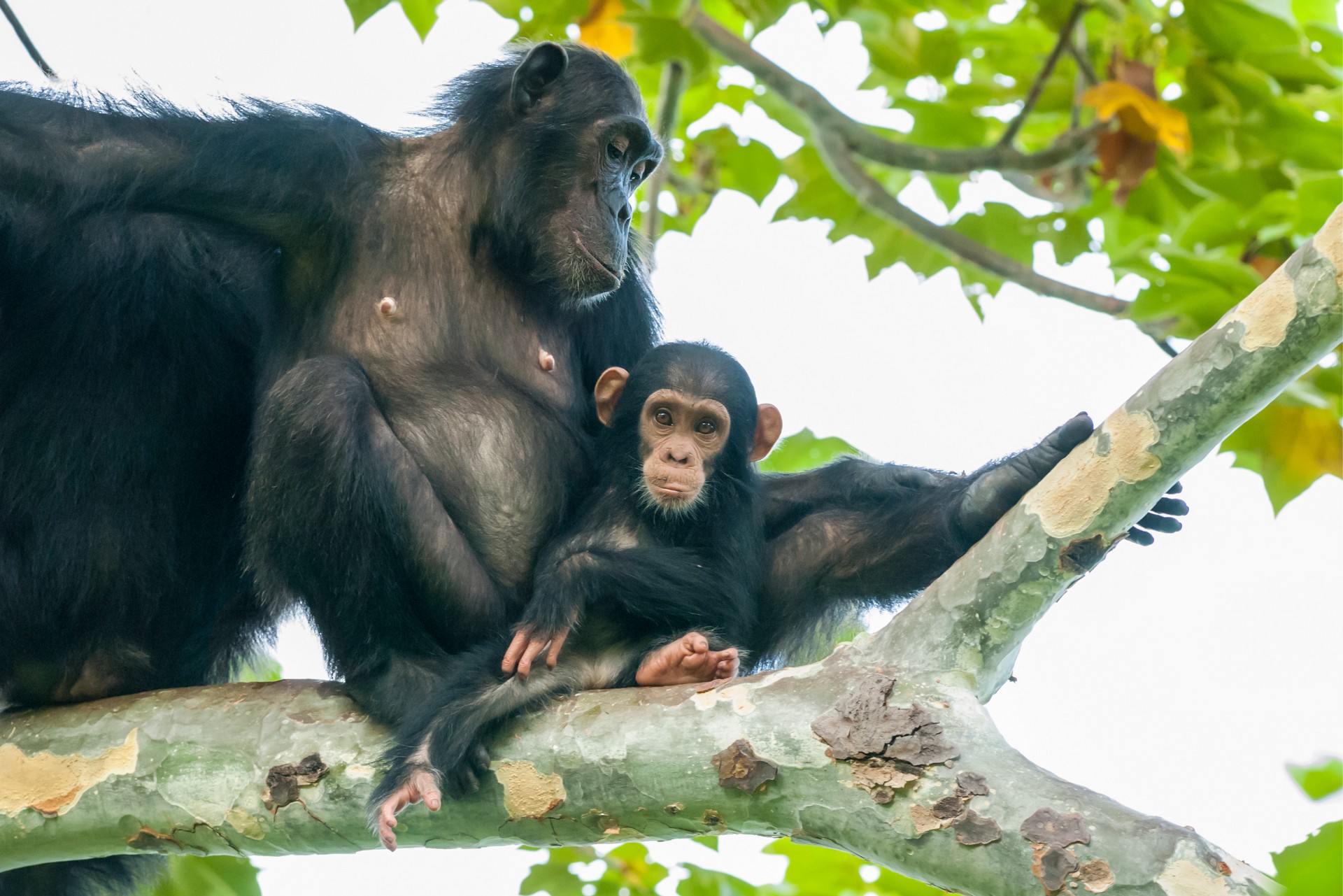 8-Day Rwanda Gorilla & Wildlife Safari
