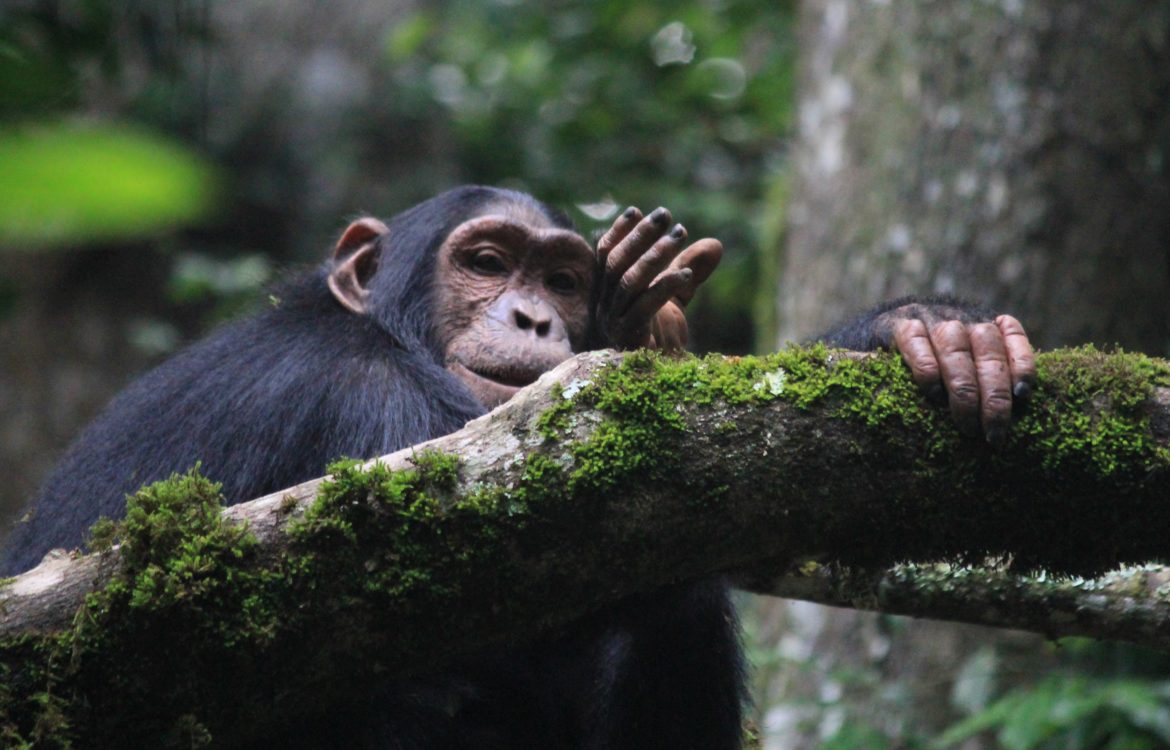 10-Day Rwanda Luxury Primates