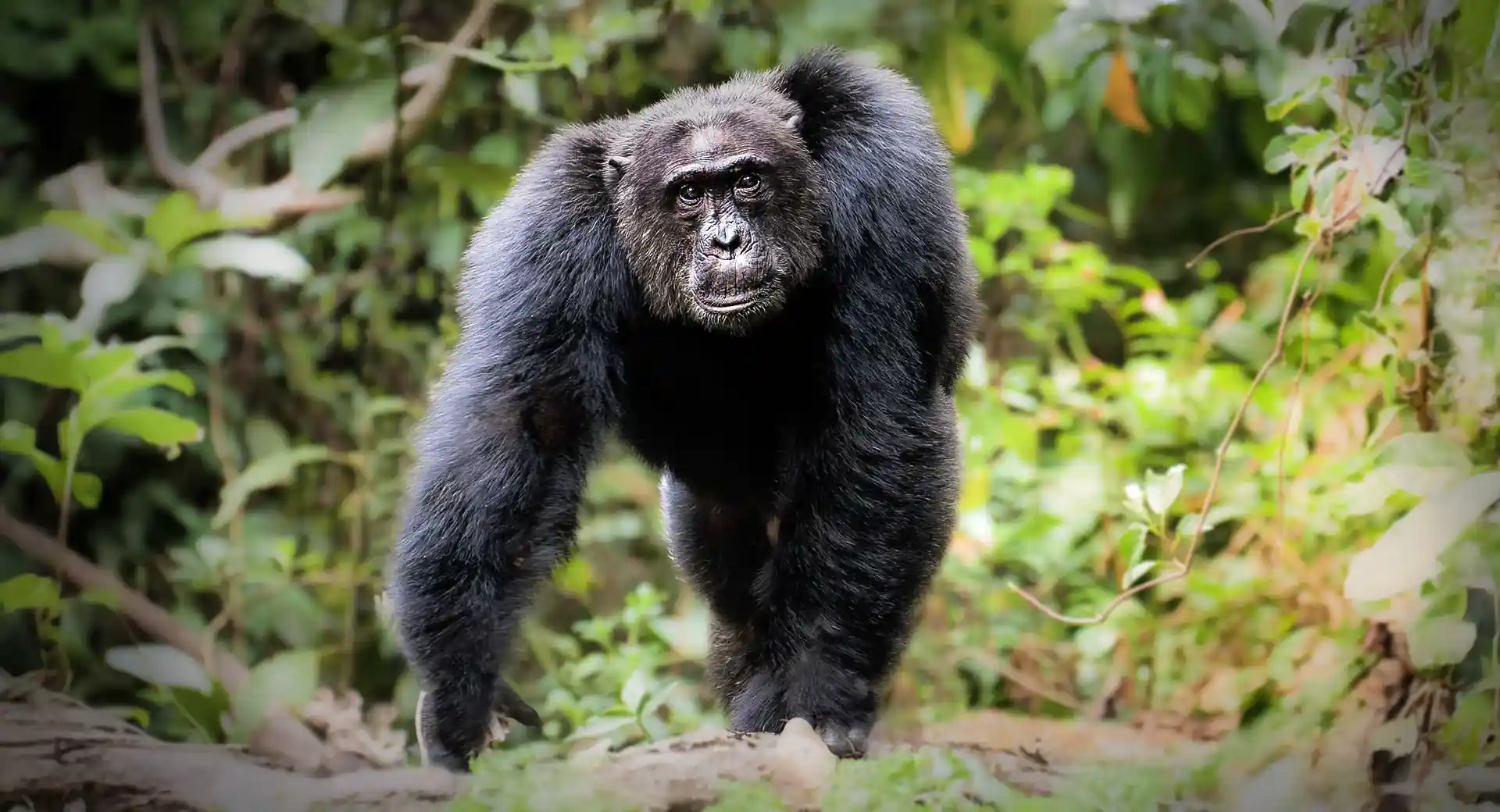 Kibale National Park