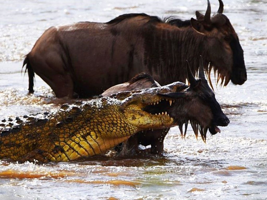 Serengeti Migration