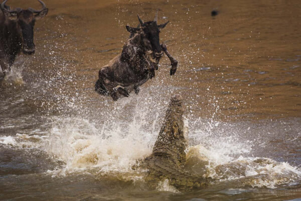 Great escape Nile Crocodile attacking Wildebeest calf during Mara river great migration crossing. MASAI MARA, KENYA
