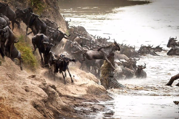 6-Day Private Mara River Crossing Migration