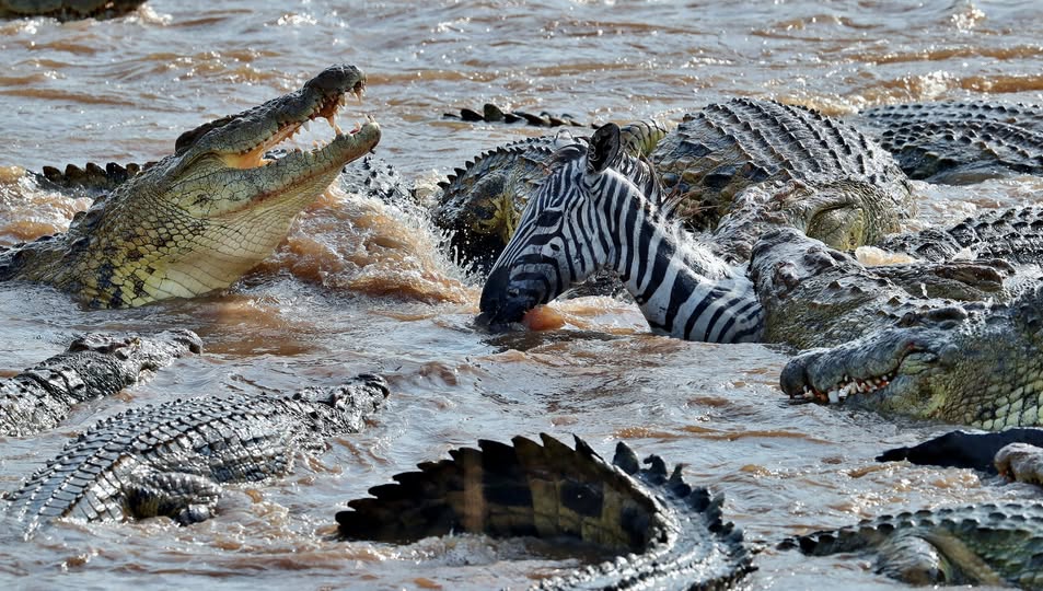 How Many Animals Take Part in the Great Migration?