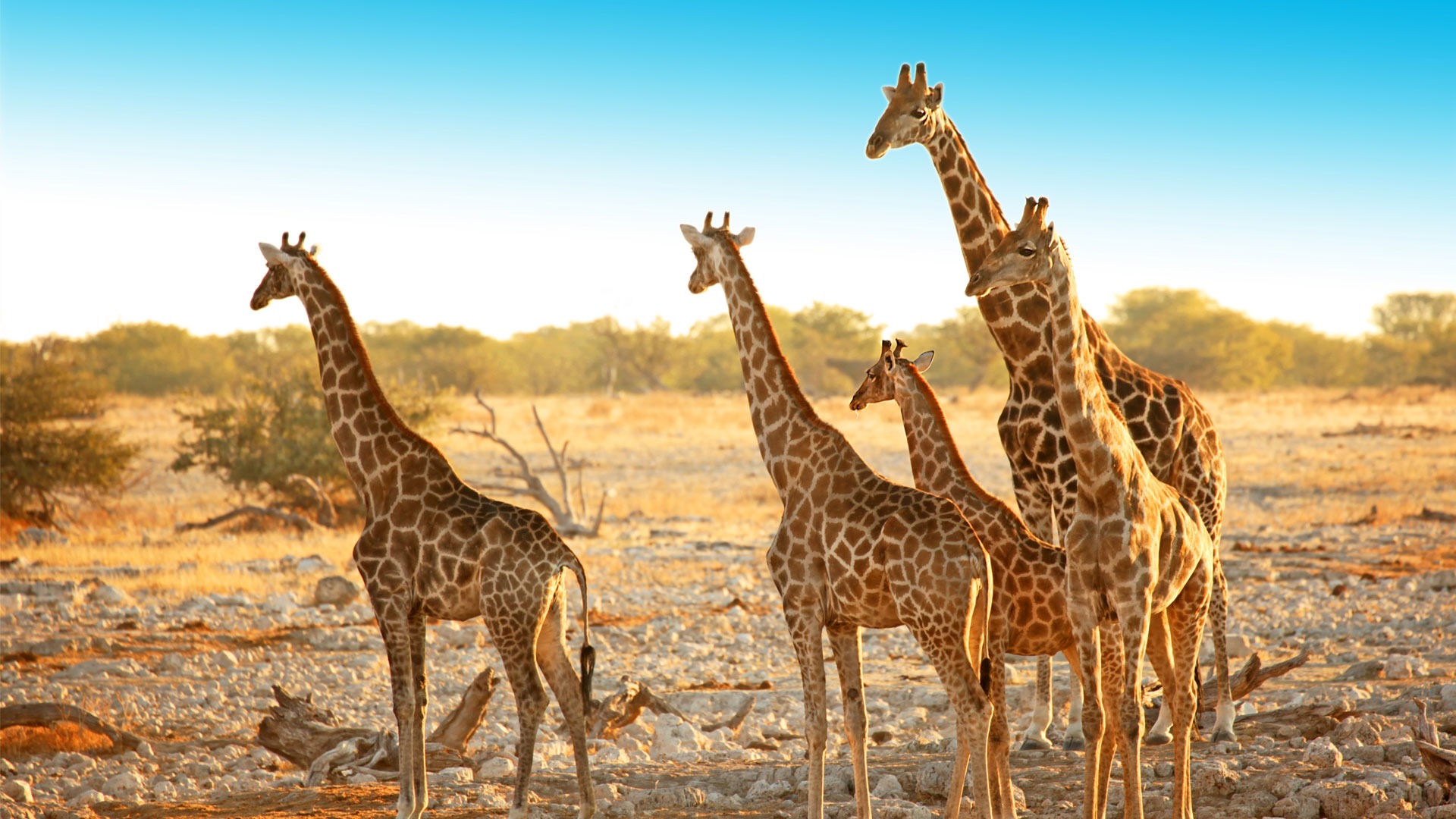 Etosha National Park