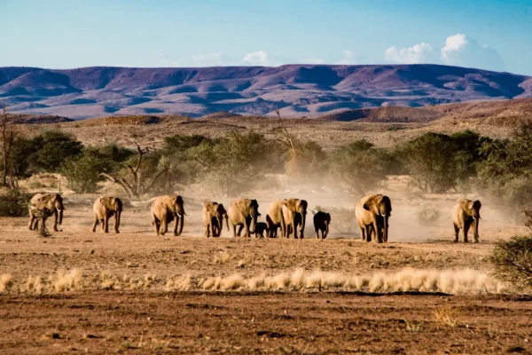 Etosha National Park Etosha National Park