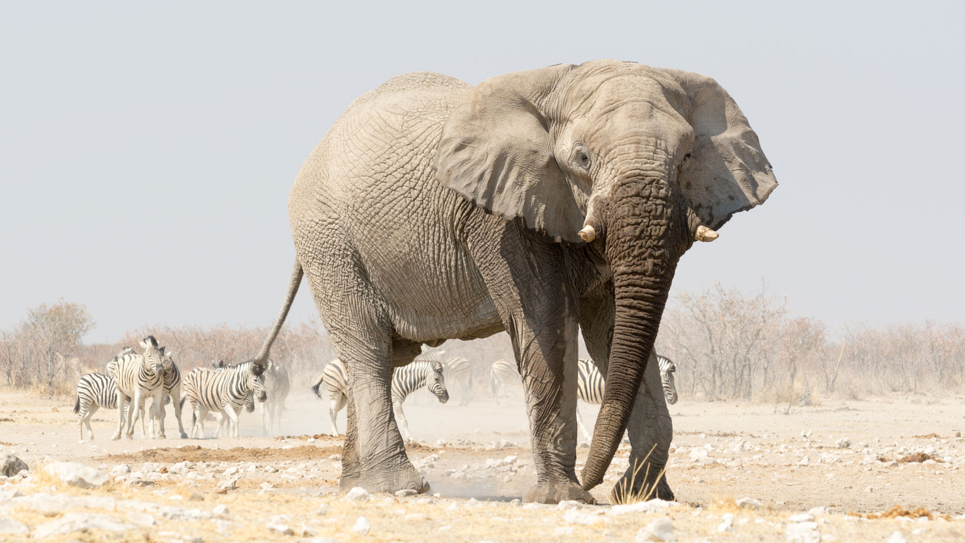 Etosha National Park