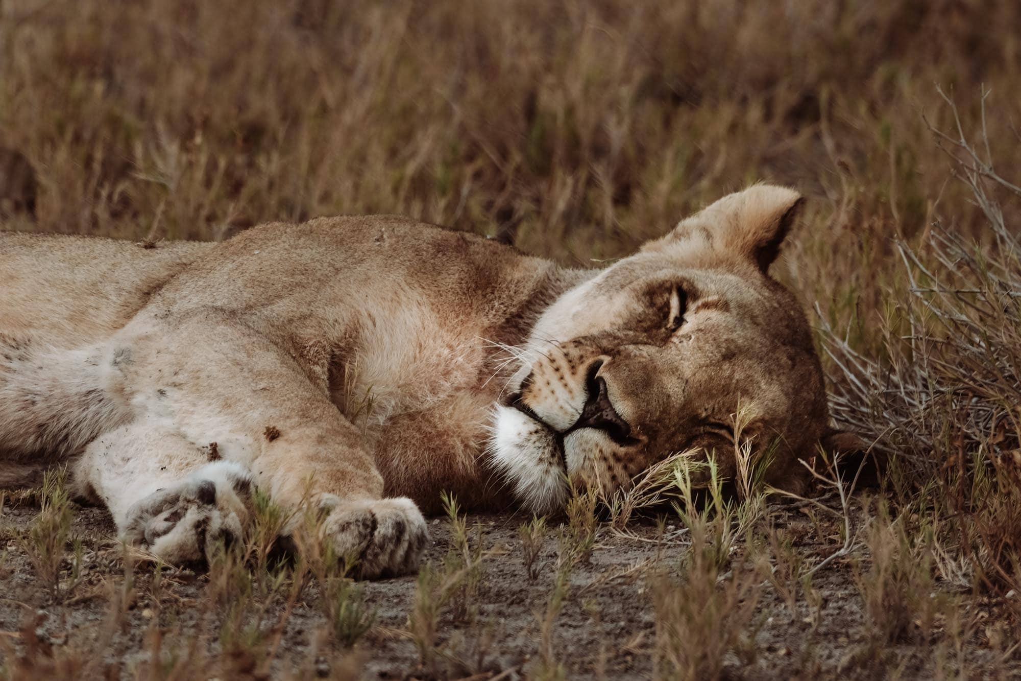 Etosha National Park