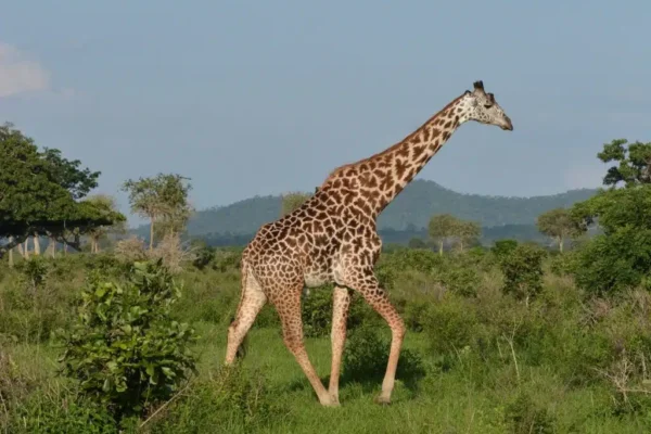GIRAFFES IN Mikumi National Park GIRAFFES IN Mikumi National Park