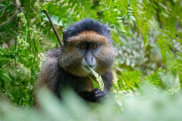 Gishwati-Mukura National Park 3 Days Rwanda Golden Monkey