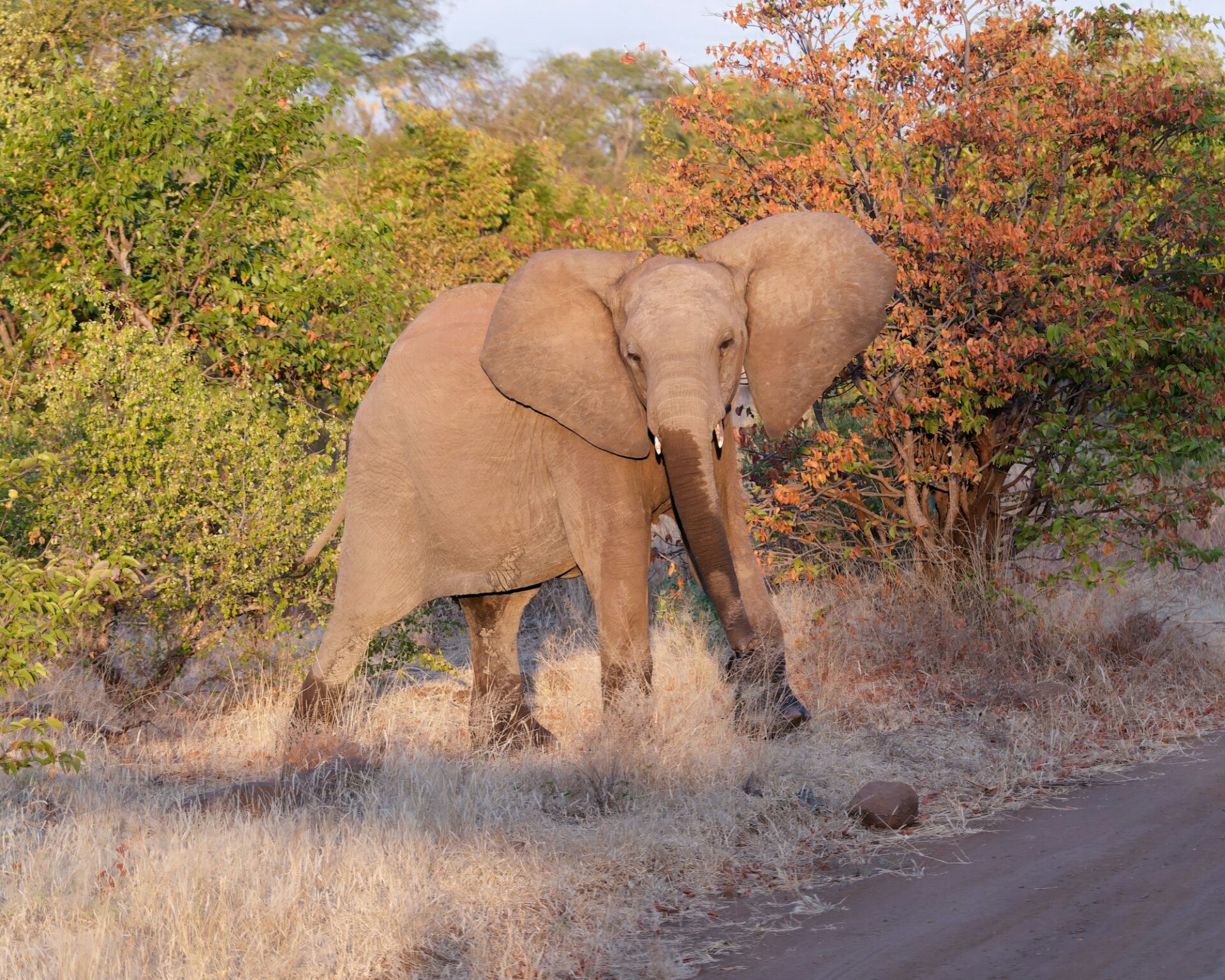 Kruger National Park