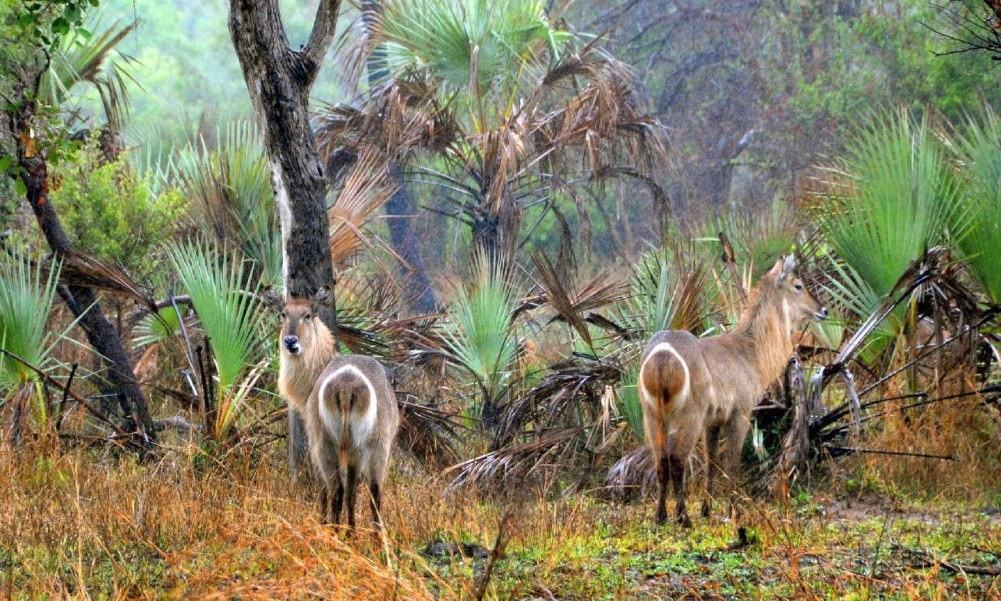 Gorongosa National Park