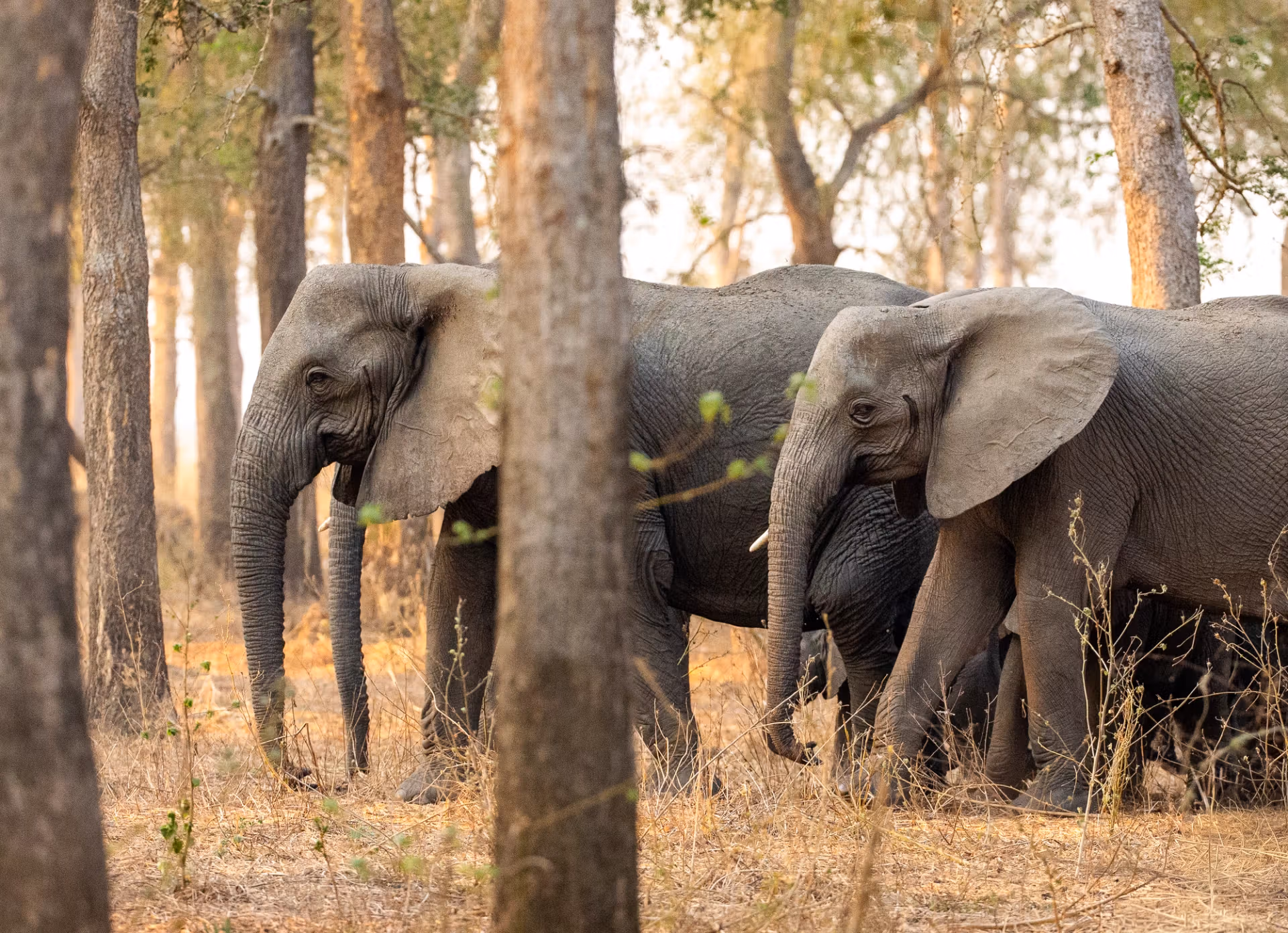 9 Days Uganda Wildlife Safari Experience