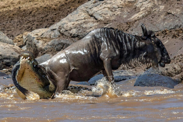 Great Migration- Predators