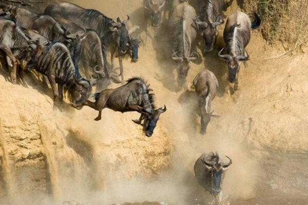 Great Wildebeest Migration 7-Day Kenya Wildlife Safari