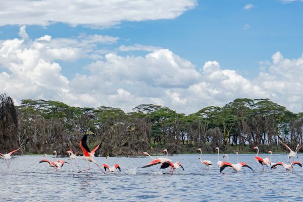 How Far Is Lake Naivasha from Nairobi How Far Is Lake Naivasha from Nairobi