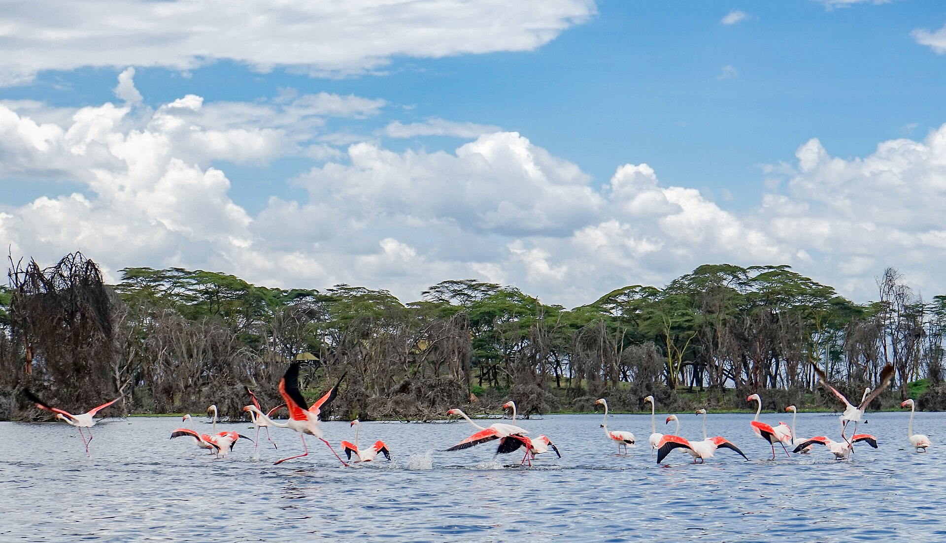 Lake Naivasha