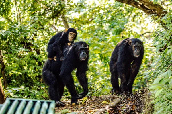 Gombe National Park Gombe National Park