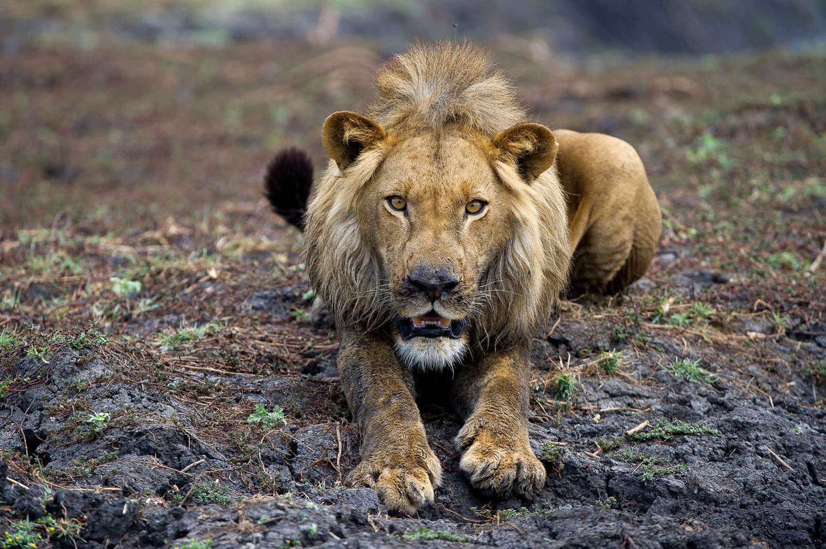 Kgalagadi Transfrontier Park