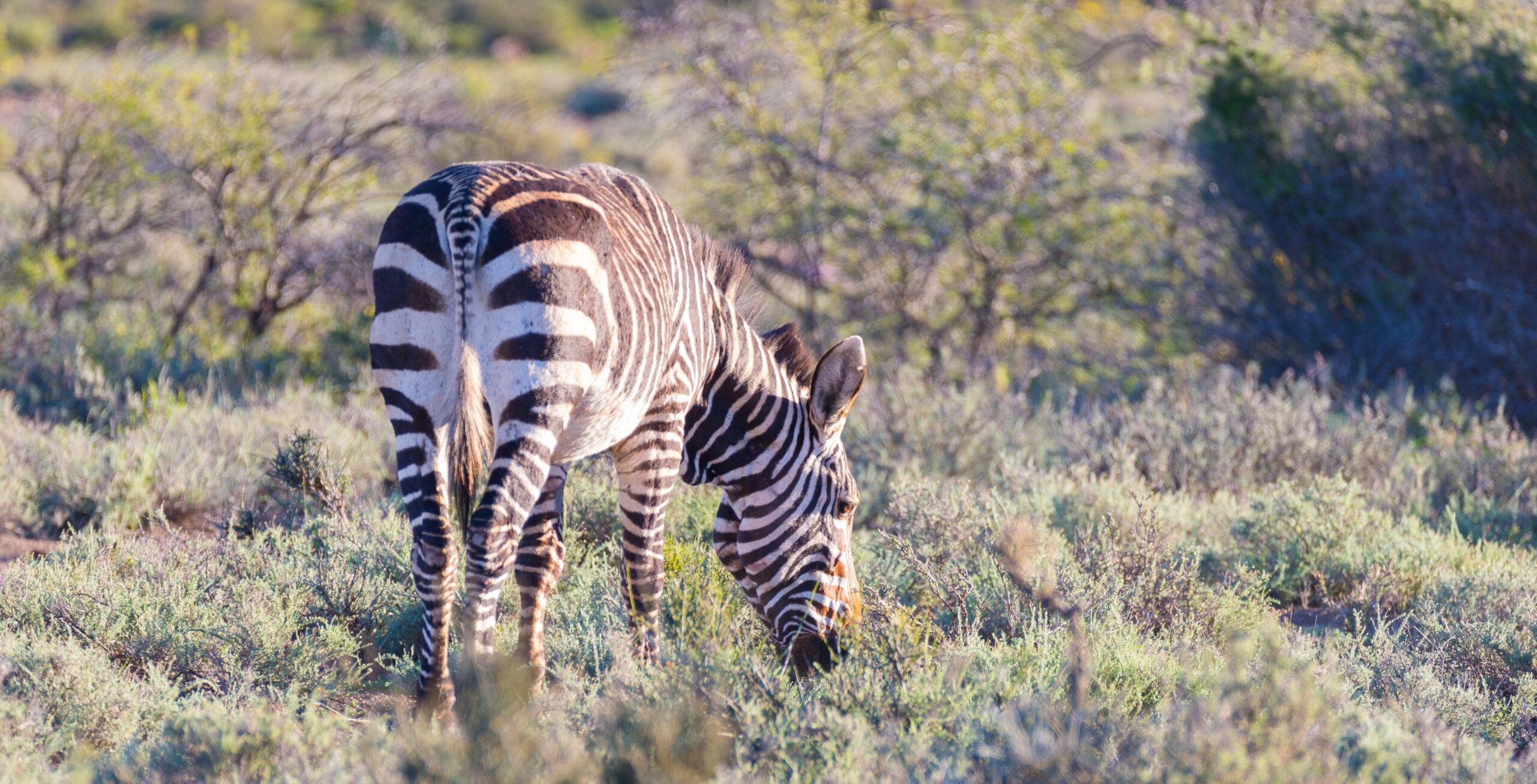 Karoo National Park