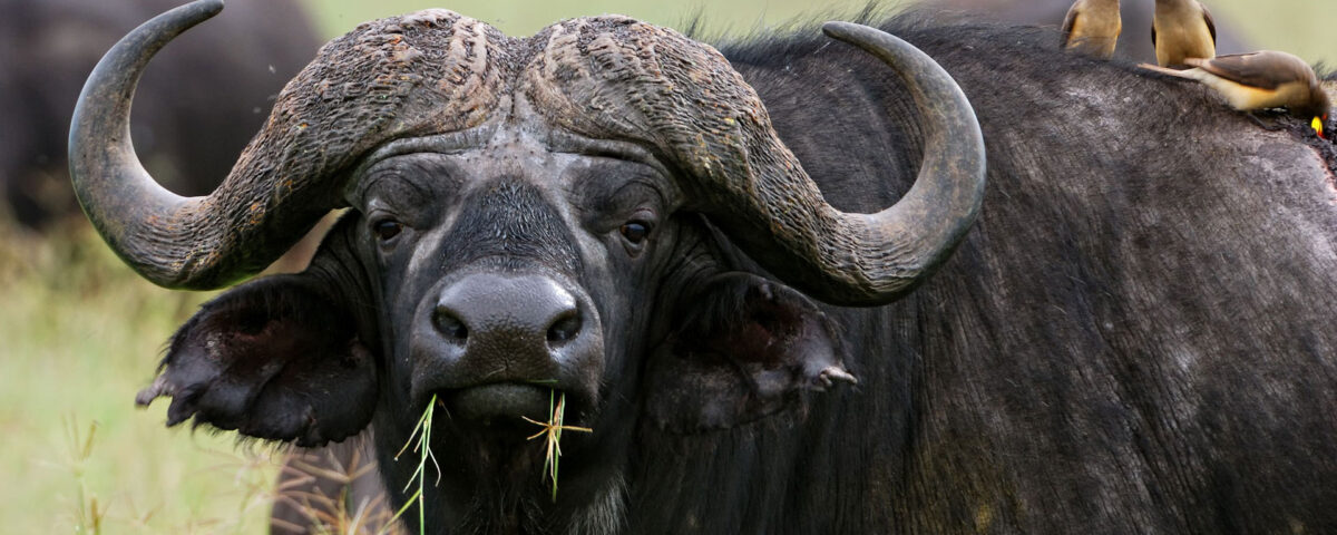 Katavi National Park