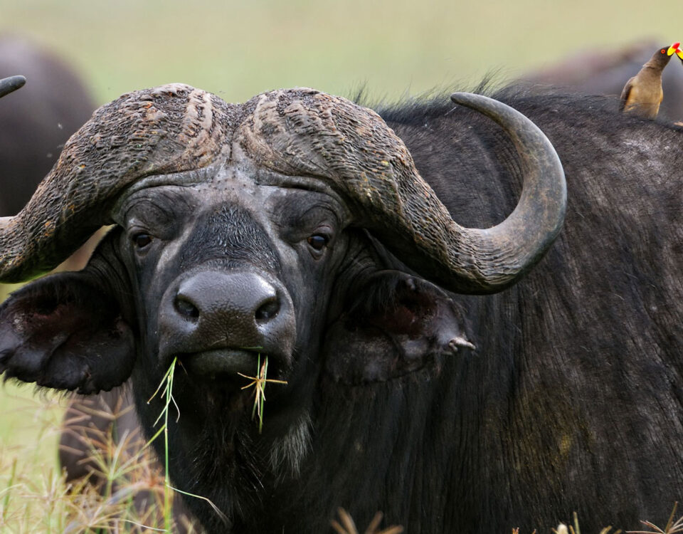 Katavi National Park