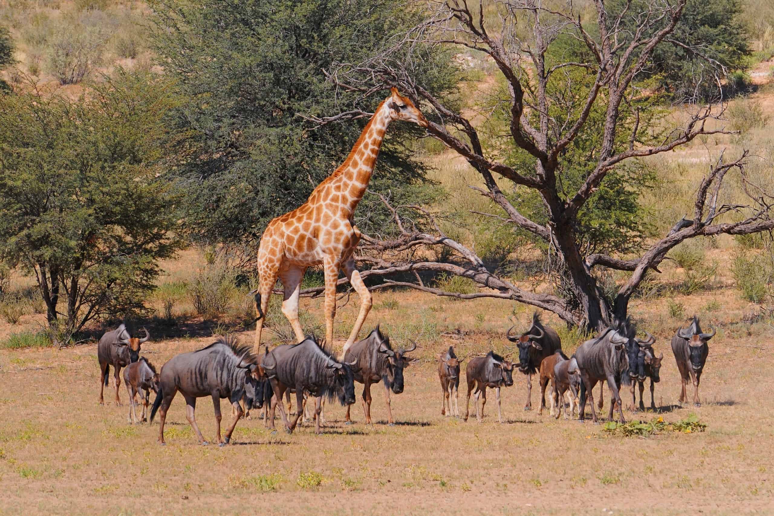Kgalagadi Transfrontier Park