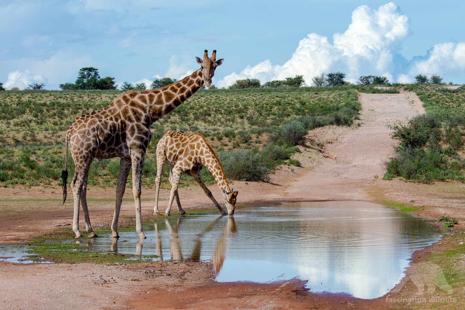 Kgalagadi Transfrontier Park